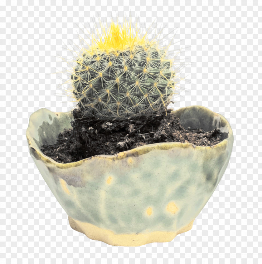 Cactus Cactaceae Chili Pepper PNG