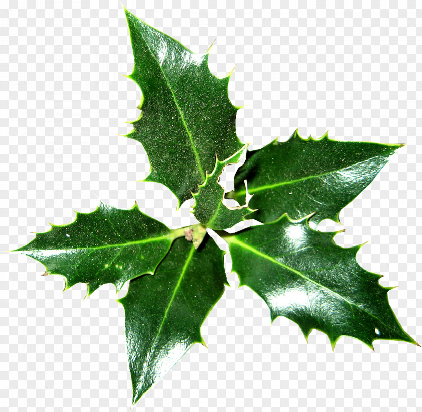 HOLLY Common Holly Ilex Crenata Christmas Plant Magnolia PNG