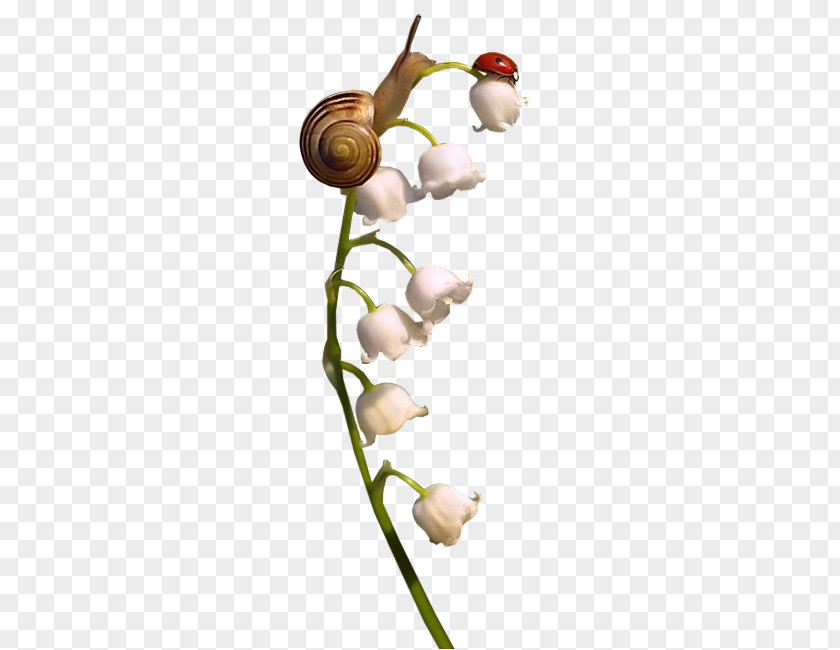 Snail Ladybird Flower PNG