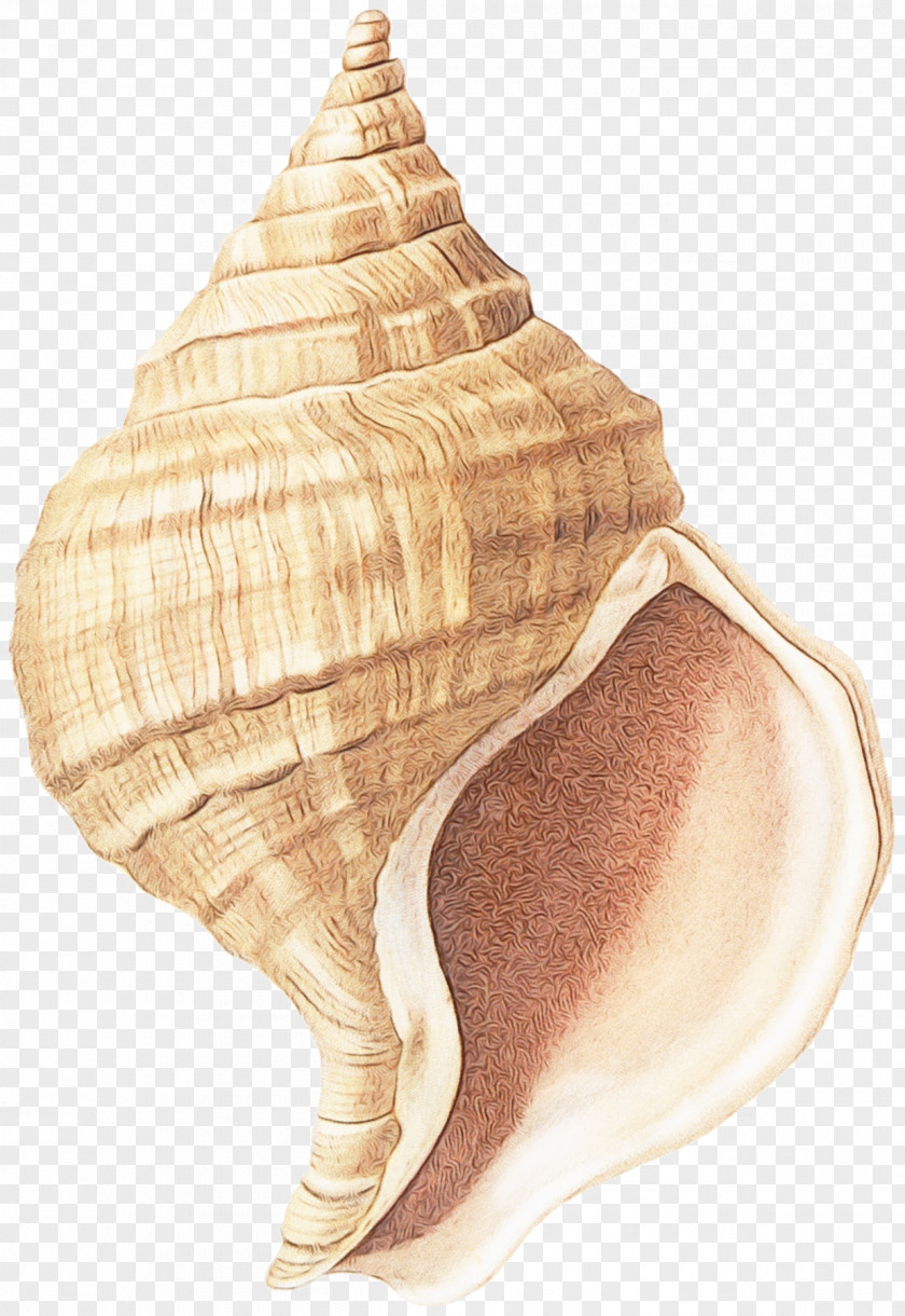 Soft Serve Ice Creams Snails And Slugs Conch Shankha Shell Sea Snail PNG