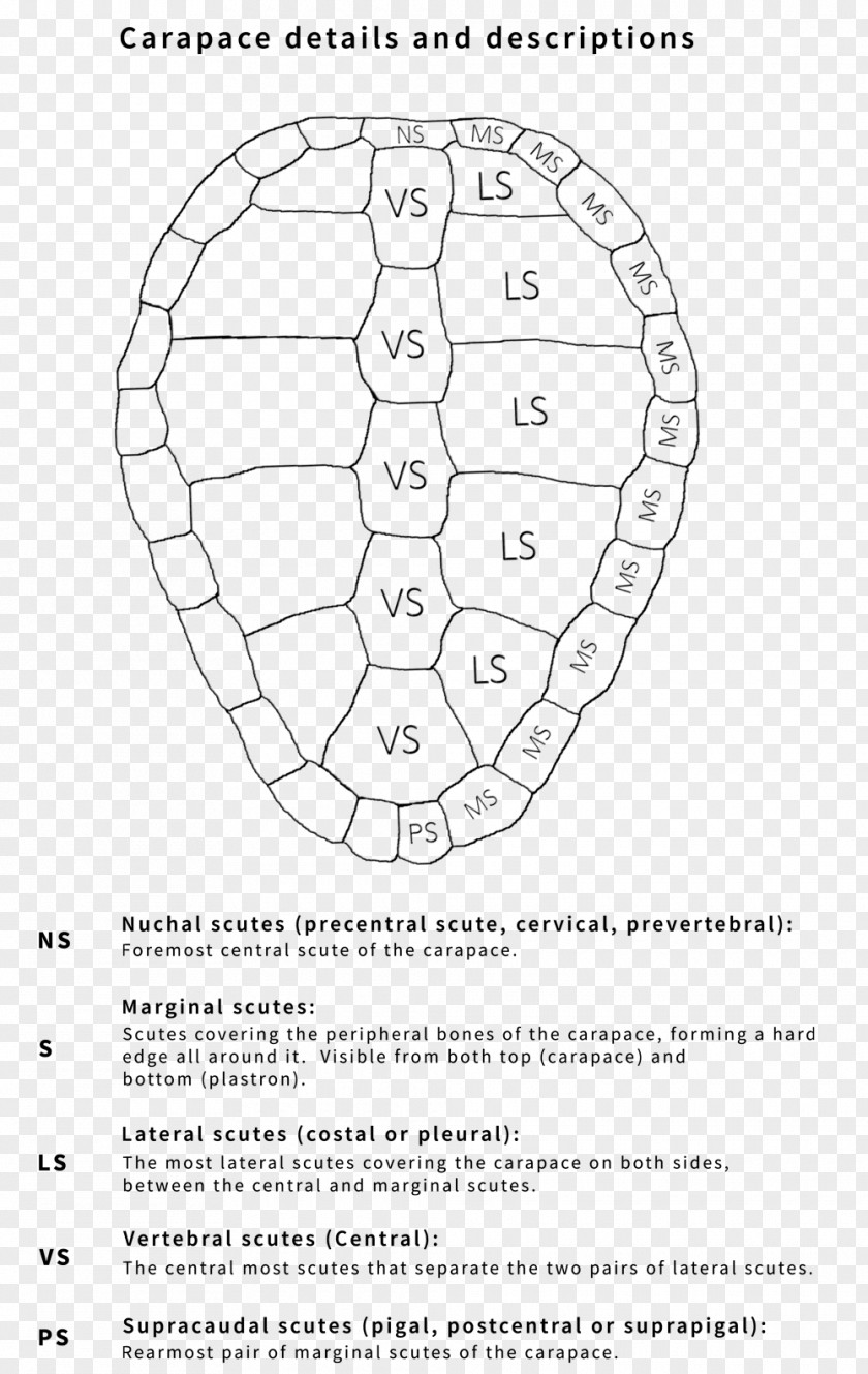 Turtle Shell Reptile Carapace Sea PNG