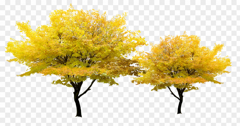 Autumn Maple Tree Yellow Pixel PNG