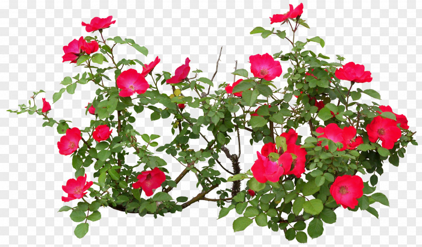 Bushes Flowering Plant Rose PNG