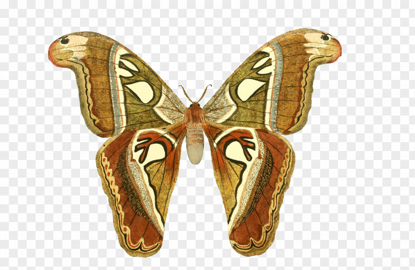 Butterfly Vintage Clothing Stock.xchng Animal PNG