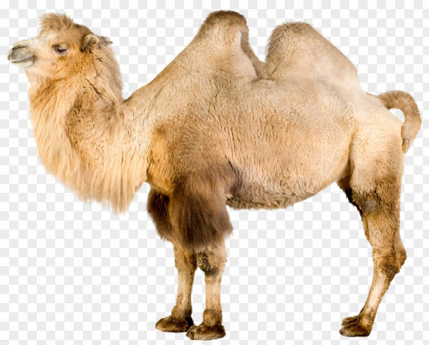 Camel Bactrian Dromedary Mongolia Even-toed Ungulates PNG