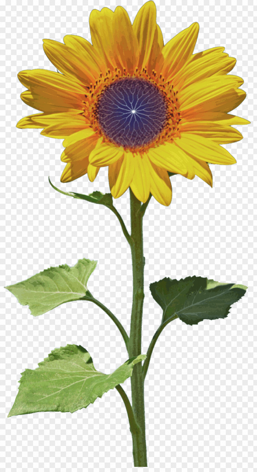 Dynamic Picture Sunflower Seed Petal Blume PNG