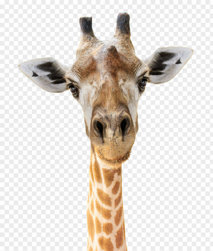 Giraffe Felidae Head Stock Photography Face PNG