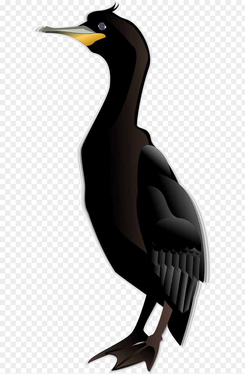 Hand-painted Duck Cormorant Bird Clip Art PNG