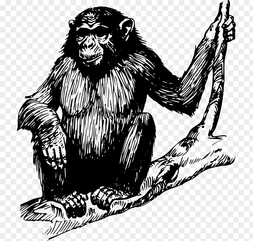 Monkey Chimpanzee Ape Drawing Primate Clip Art PNG