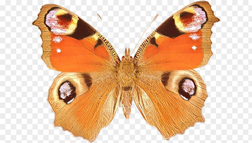 Moths And Butterflies Butterfly Cynthia (subgenus) Insect Aglais Io PNG