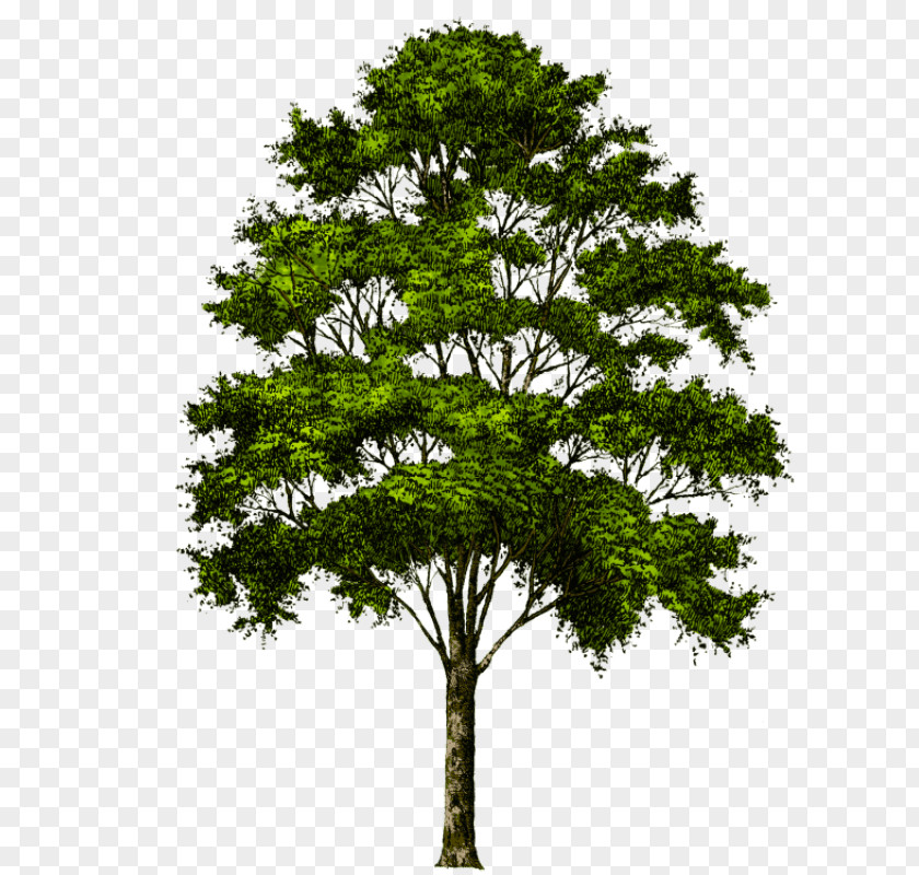 Tree Transparency Clip Art Image PNG