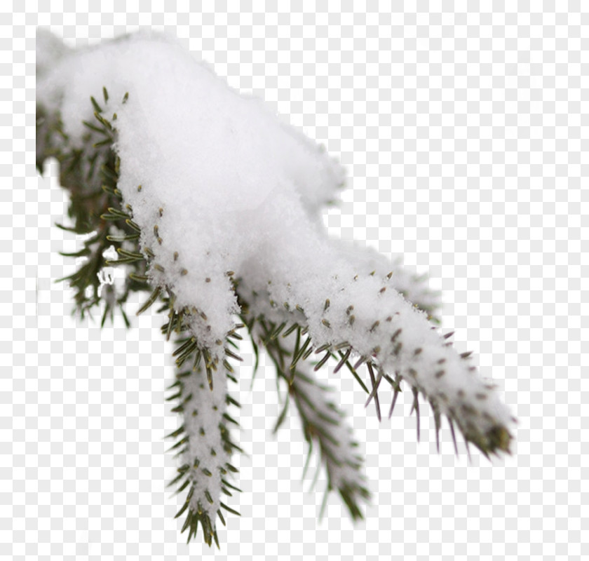 Winter Fir Clip Art PNG