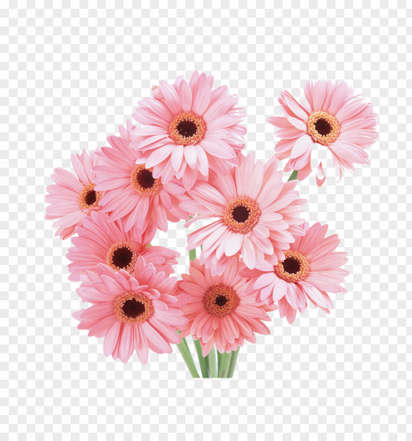 Bouquet Of Chrysanthemums Flower Floristry Tulip Wallpaper PNG