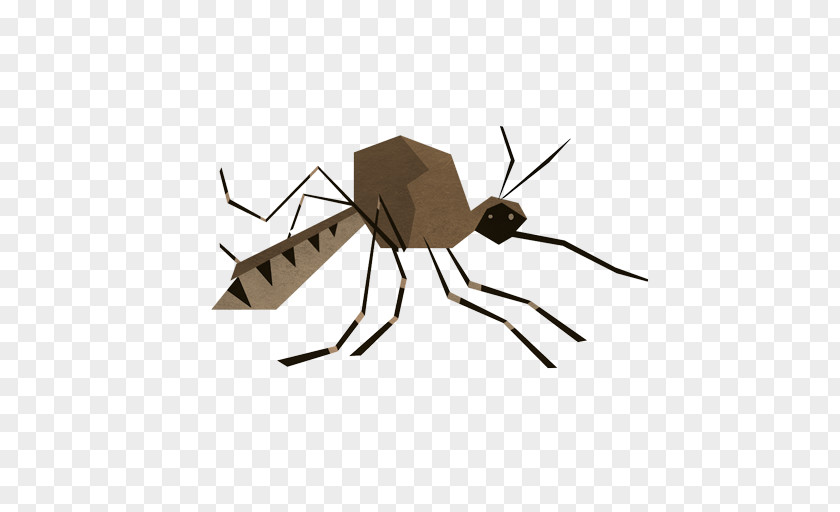 Mosquito Insect Pollinator PNG