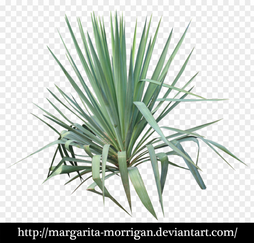 Yucca DeviantArt Plant Stem Leaf PNG