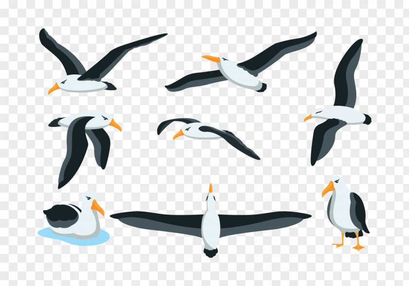 Albatross Seabird Penguin PNG
