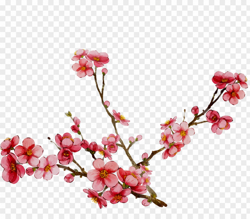 Cherry Blossom ST.AU.150 MIN.V.UNC.NR AD Pink M Cherries PNG