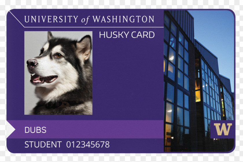 Husky University Of Washington Tacoma Bothell Siberian Huskies Football PNG