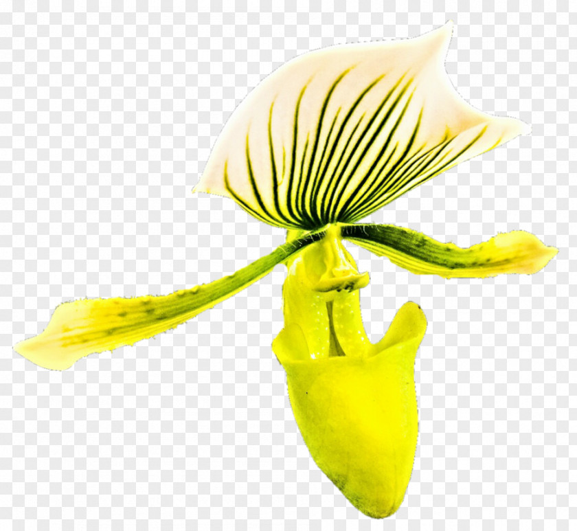 Orchid Poster Flowering Plant Stem Plants PNG