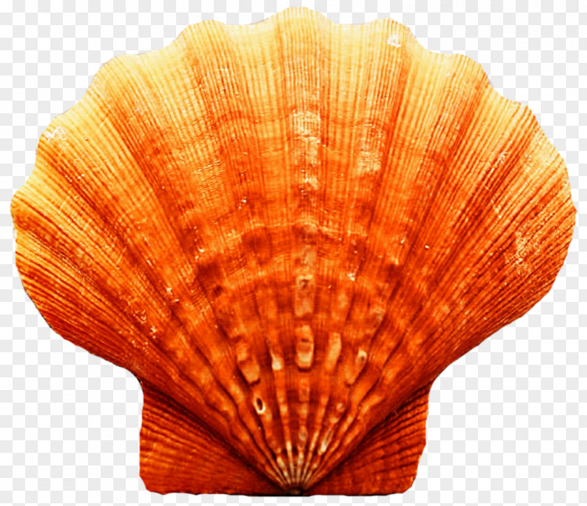 Seashell Cockle Clam Scallop Oyster PNG