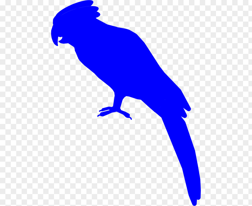 Silhouette Bird Cockatoo Macaw Beak PNG