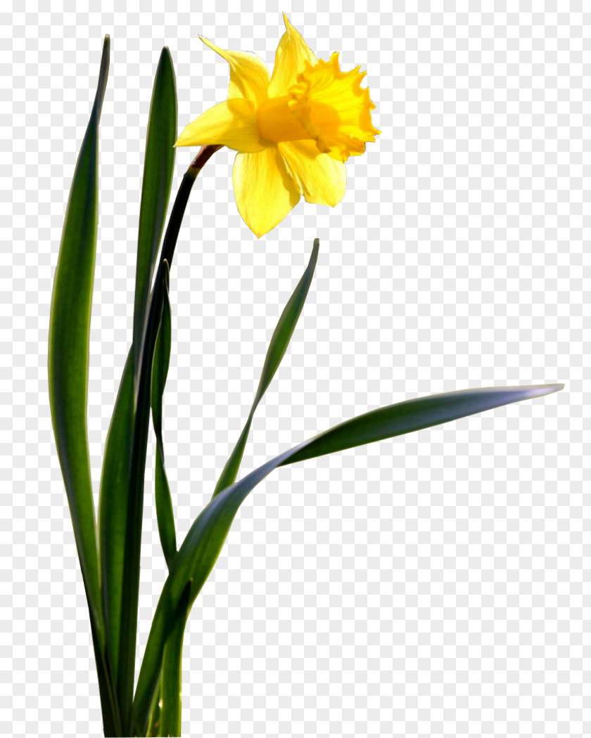 Daffodil Flower Desktop Wallpaper PNG
