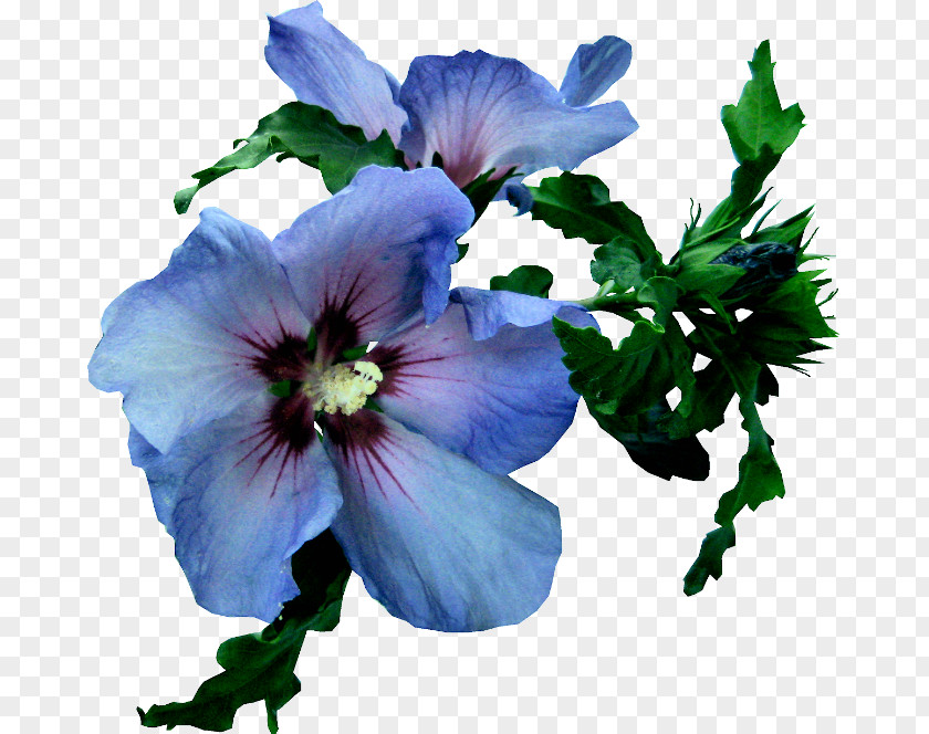 Flower Rosemallows Blue Rose PNG
