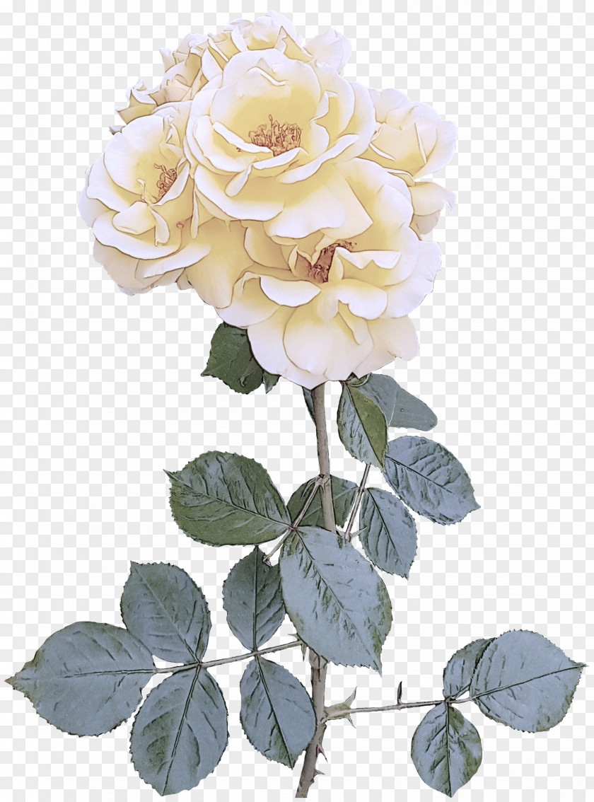 Rose Family Plant Garden Roses PNG