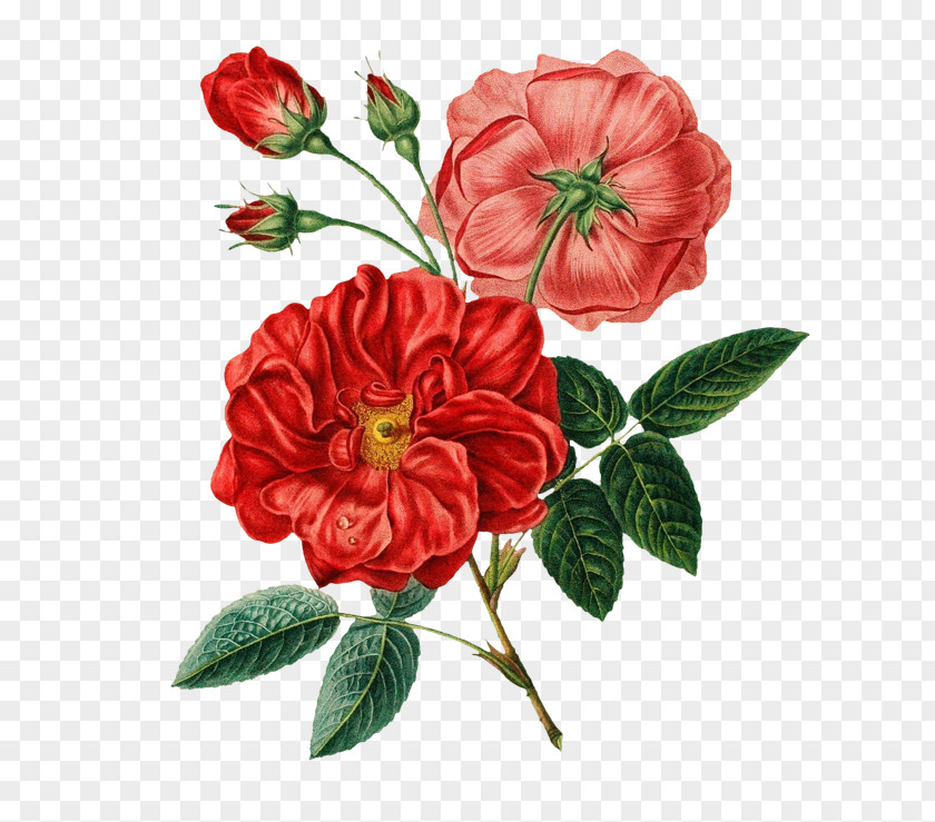 Roses FIG. Flower Bouquet Botany Rose Botanical Illustration PNG
