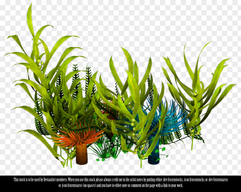 Sea Underwater Aquatic Plants Seaweed Clip Art PNG
