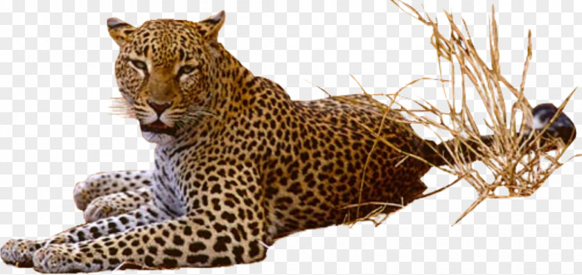 Jaguarhd Jaguar Clip Art PNG