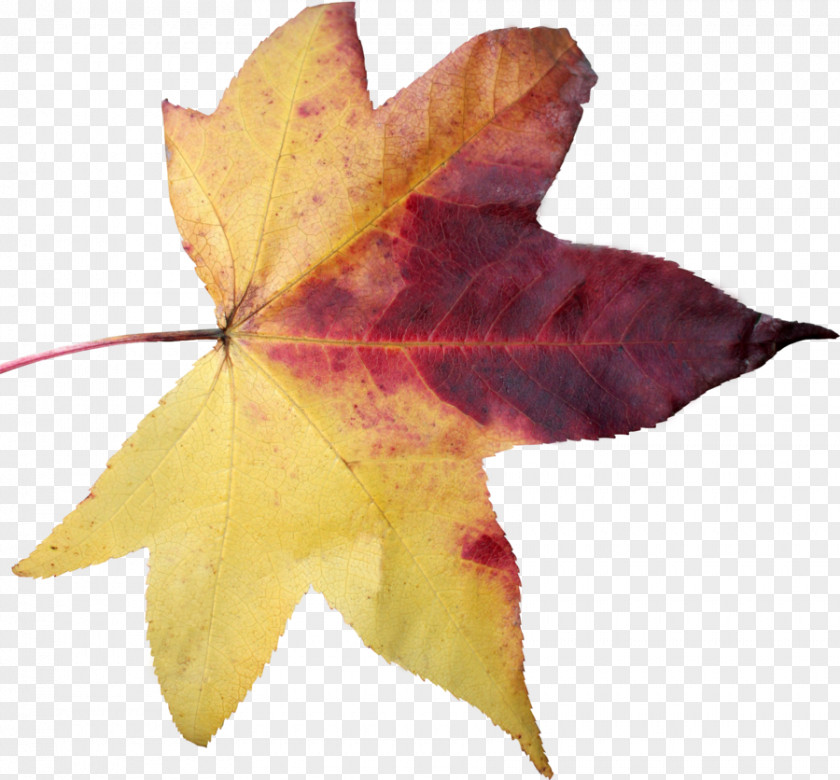 Leaf Maple Clip Art PNG