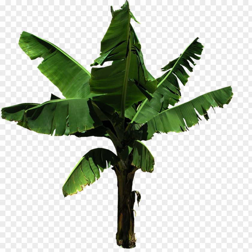 Plants Cooking Banana Musa Basjoo Tree PNG