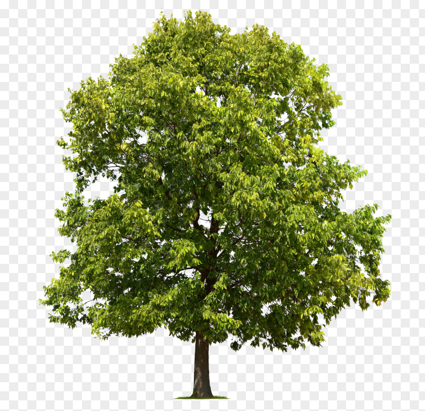 Tree Oak Forest Stock Photography PNG