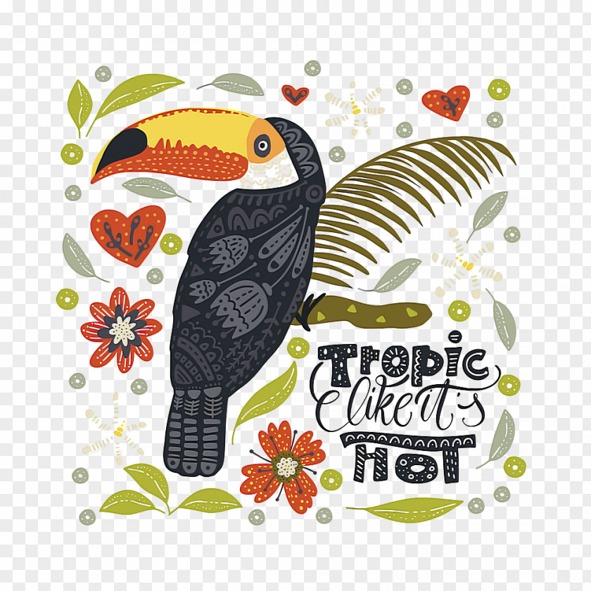 Bird Toucan Hornbill Piciformes Beak PNG