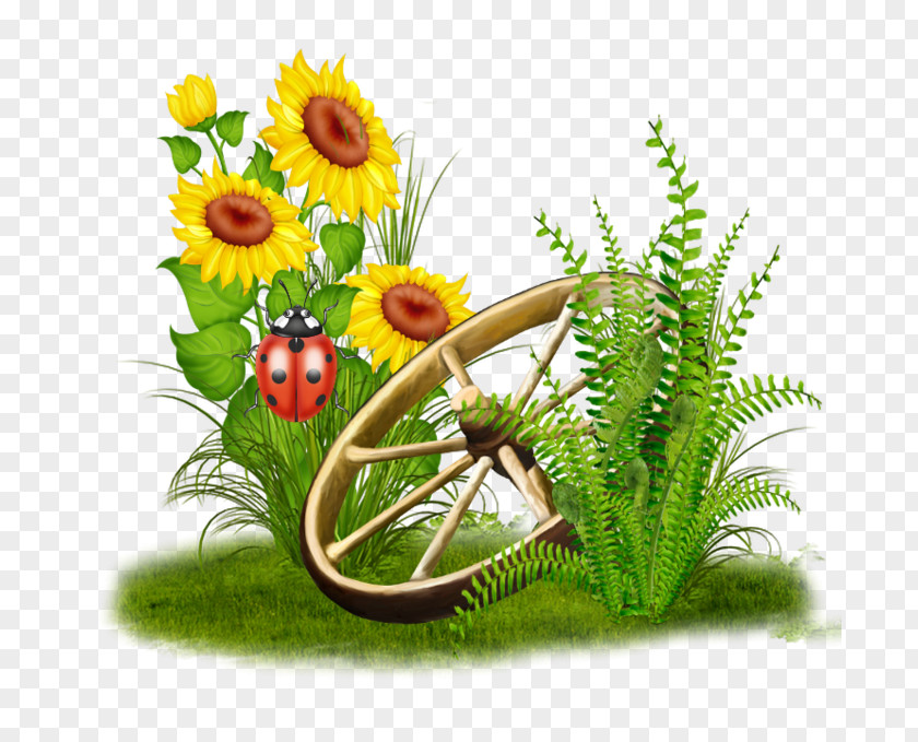 Flower Floral Design Common Sunflower Clip Art PNG