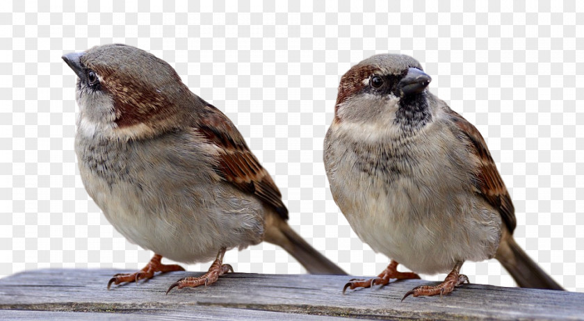 House Sparrow Christmas Bird Count Royalty-free PNG
