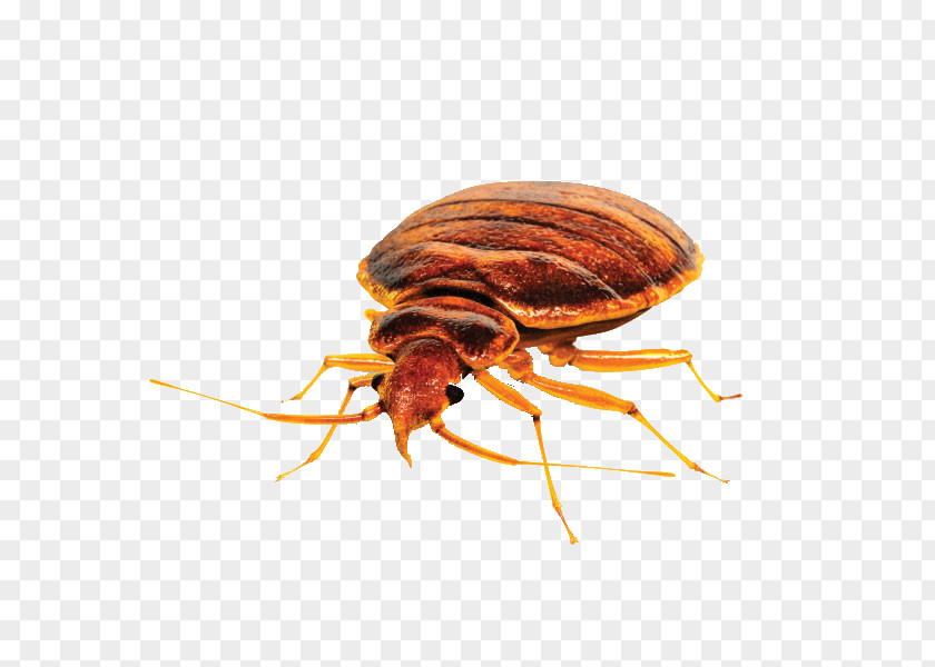 Insect Bed Bug Control Techniques Pest PNG