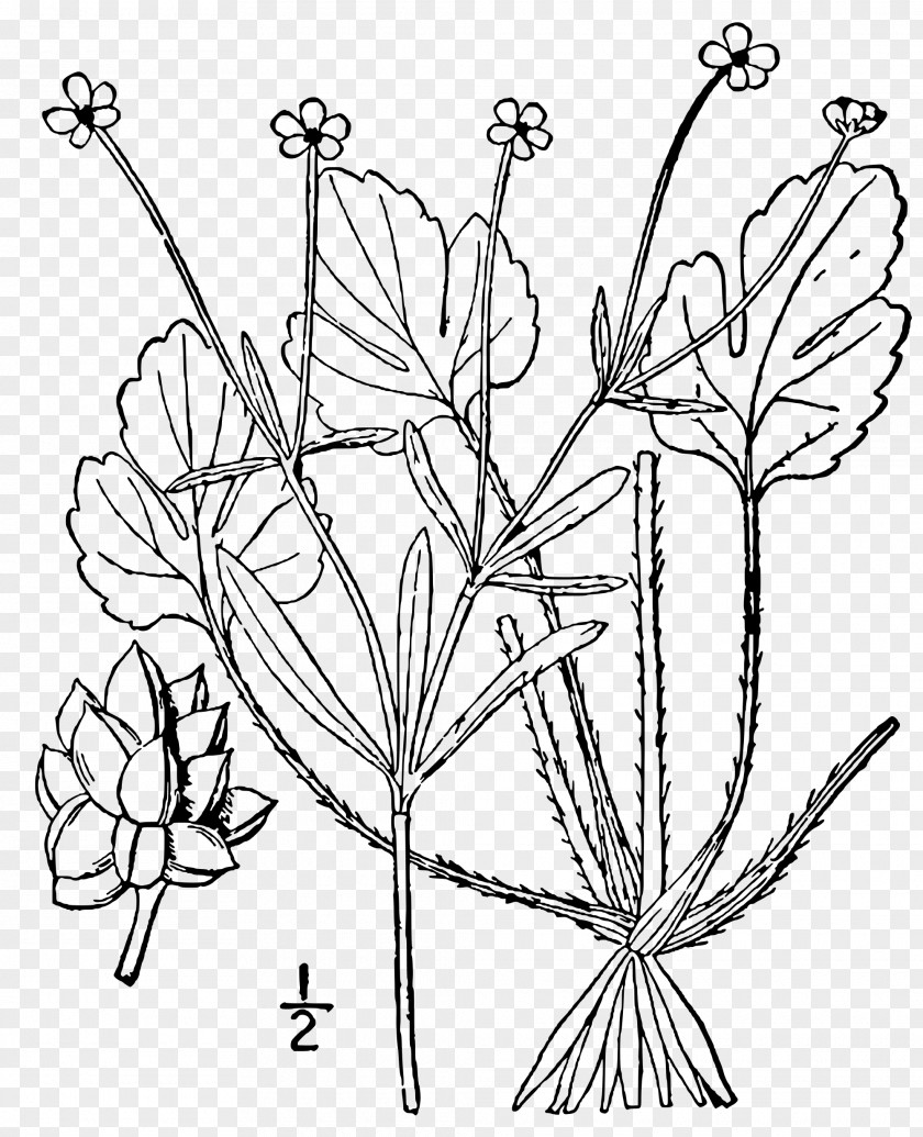 Plant Buttercup Ranunculus Micranthus Stem Forb PNG