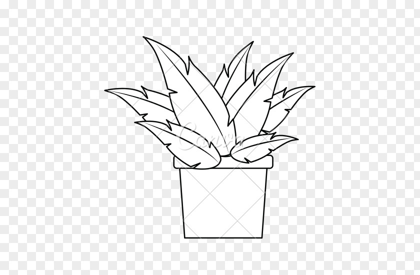 Potted Plants Plant Photography PNG