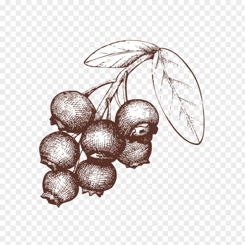 Sketch Of Blueberries Berry Tart Drawing Illustration PNG