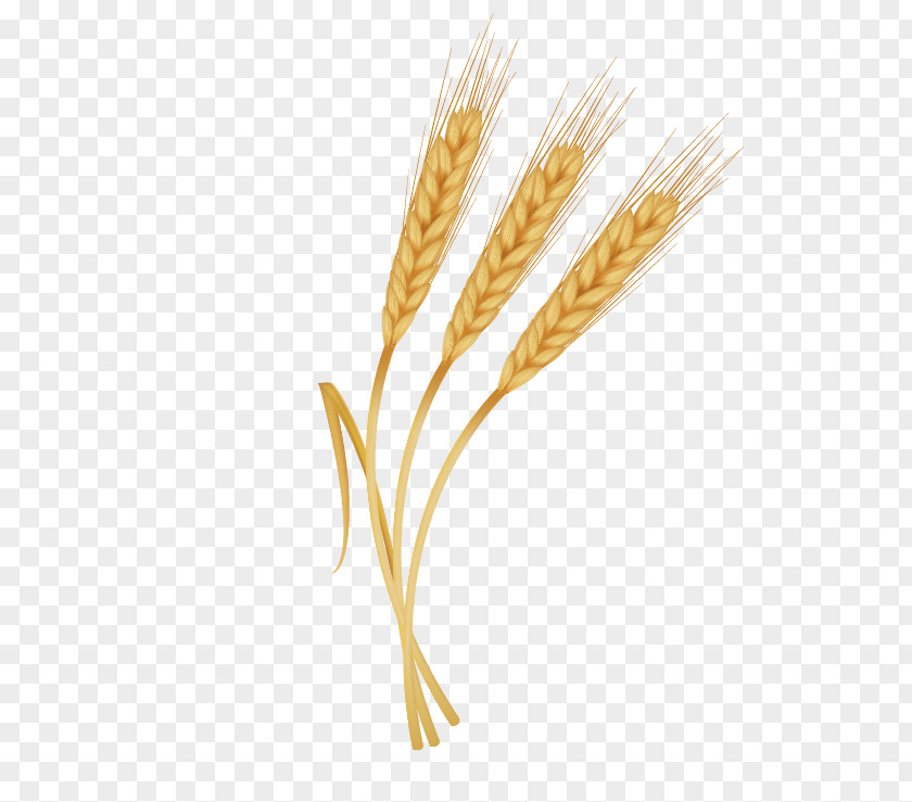 Decorative Wheat Emmer PNG