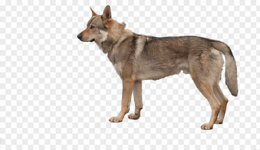 Dog German Shepherd Tosa Czechoslovakian Wolfdog Bull Terrier Pit PNG