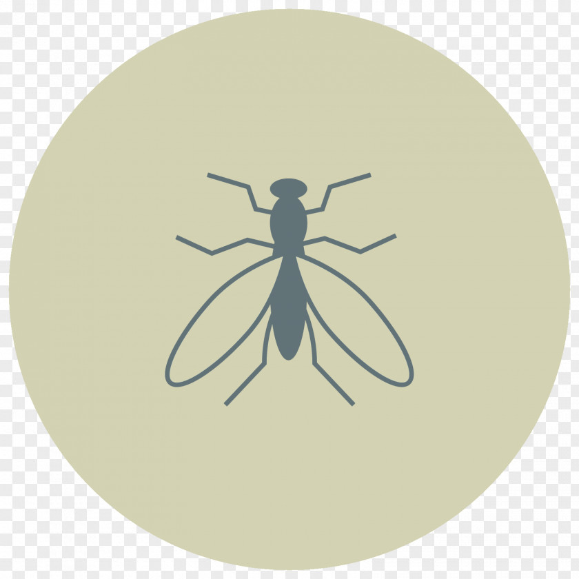 Fly Insect Vector Graphics Circle PNG