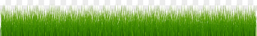 Grass Tortelloni Grasses Wheatgrass Lawn PNG