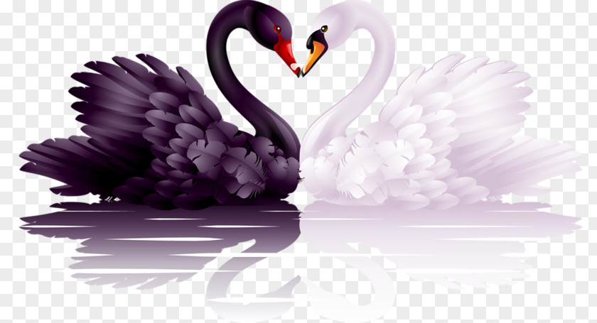 Heart Black Swan Clip Art PNG