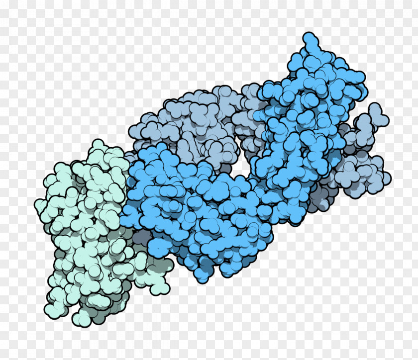 Immune System Ipilimumab Lung Cancer Antigen PNG