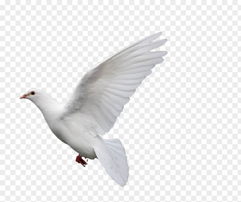Pigeon Rock Dove Columbidae Goose Doves As Symbols PNG