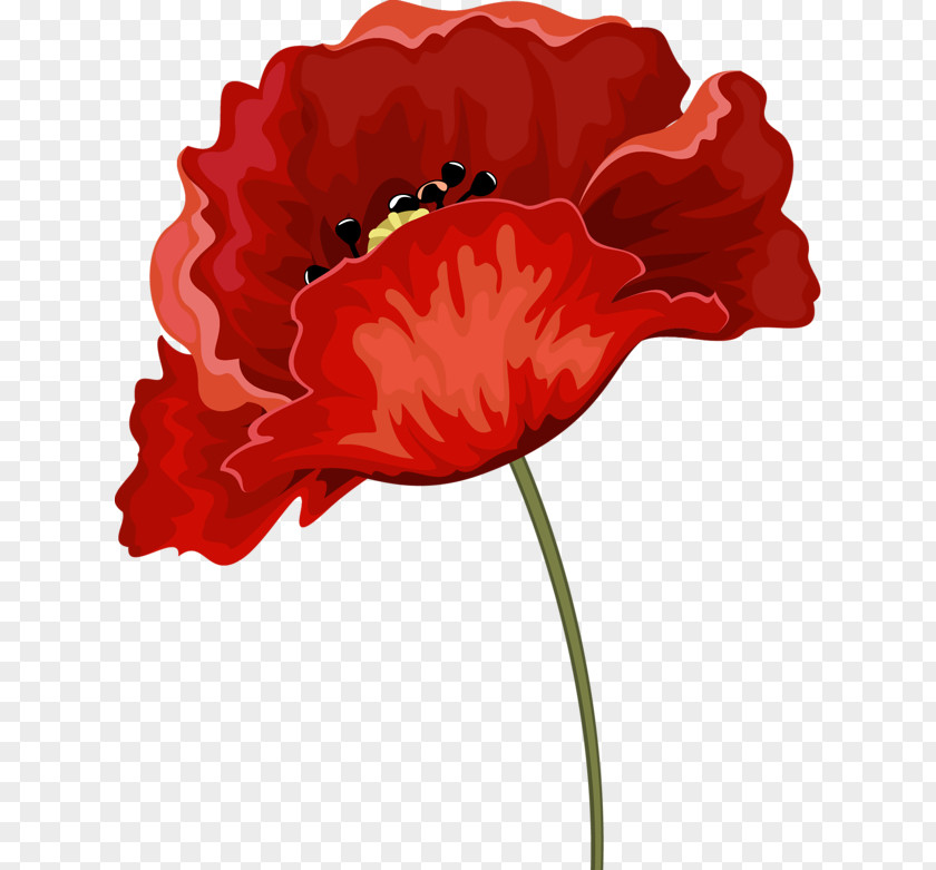 Common Poppy Red Rhododendron Flower PNG
