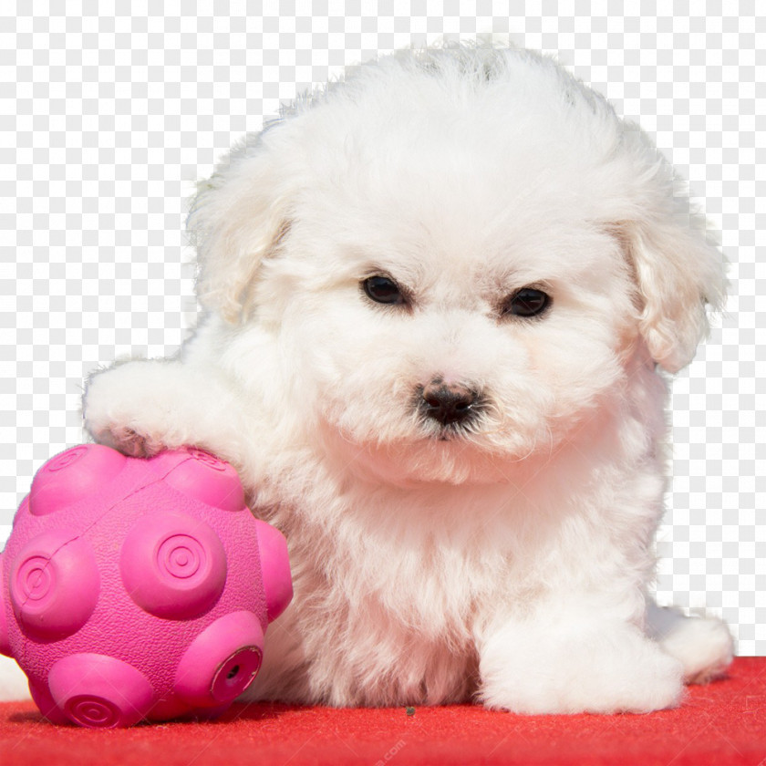 Do Not Touch My Ball Bolonka Cavachon Puppy Breed PNG